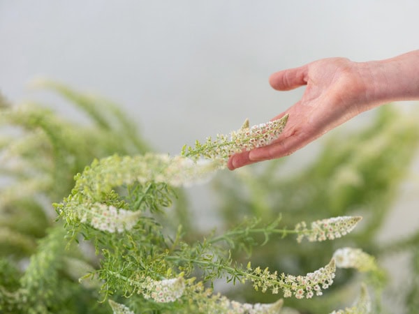 Photo by Florence Charvin Photography of A hand gently touches a flowering green plant with small white blossoms against a light background.